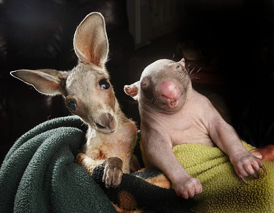 kangaroo-wombat4