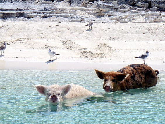 Pigs_and_gulls_on_the_beach