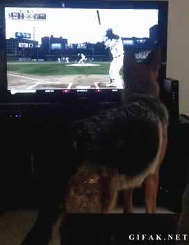 Dog attacks TV for baseball