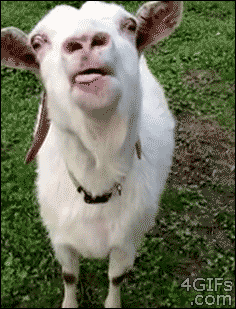 96403-goat-tongue-flapping-gif-imgur-I2OR