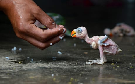 An Indian parrot hatchling is fed by han