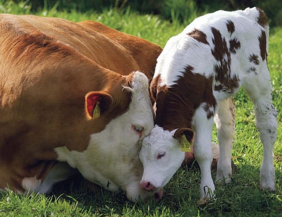 loving-mother-cow-and-calf1-1024x787