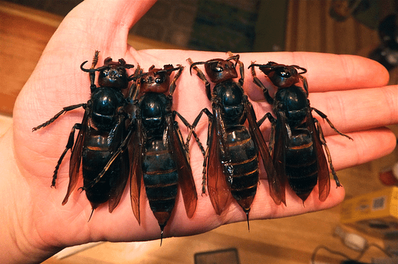 Killer-wasps-that-have-left-at-least-28-people-dead-in-China-2326262