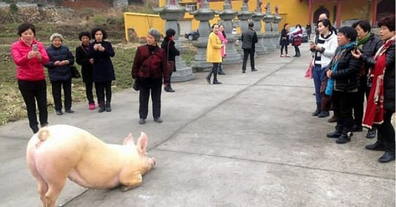 Pig-escapes-farm-goes-to-Buddhist-temple-appears-to-lie-down-and-pray2-2