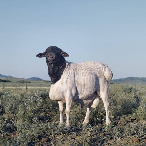 Persian-sheep.-Willowmore-Eastern-Cape-24-May-2010