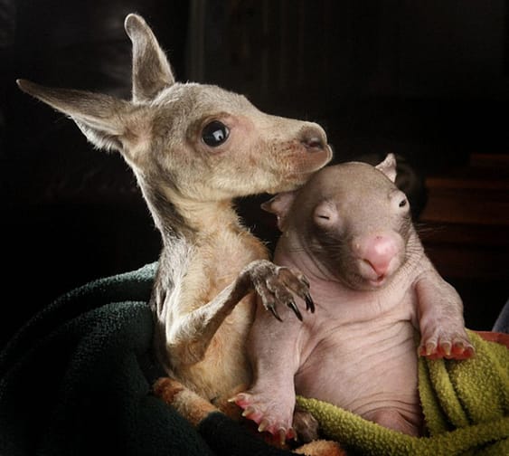kangaroo-wombat3