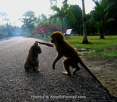 monkey-with-cat.jpg