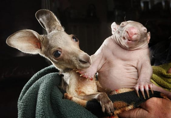 kangaroo-wombat