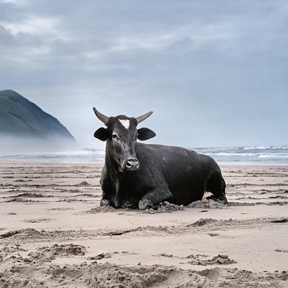 Xhosa-cow-on-the-shore.-Mgazi-Eastern-Cape-19-May-2010