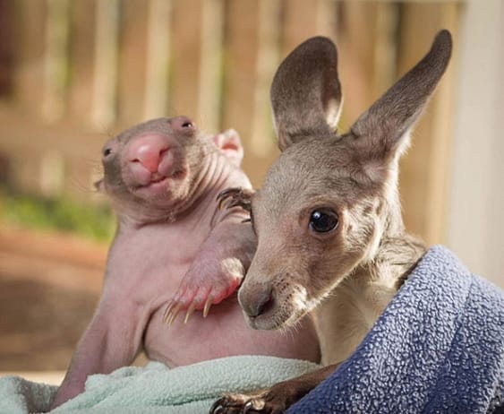 kangaroo-wombat2