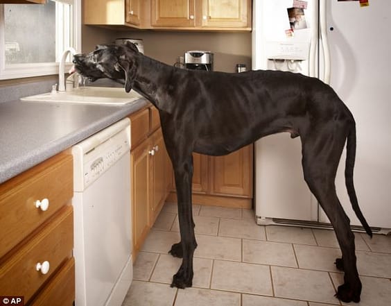 Zeus-Worlds-Tallest-Dog
