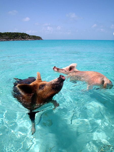 Vorobek_Bahamas_-_swimming_pigs