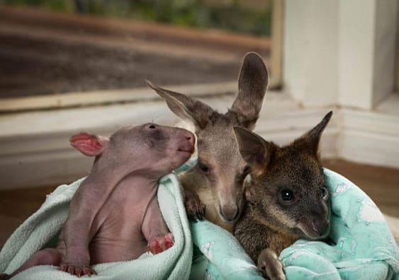 kangaroo-wombat10