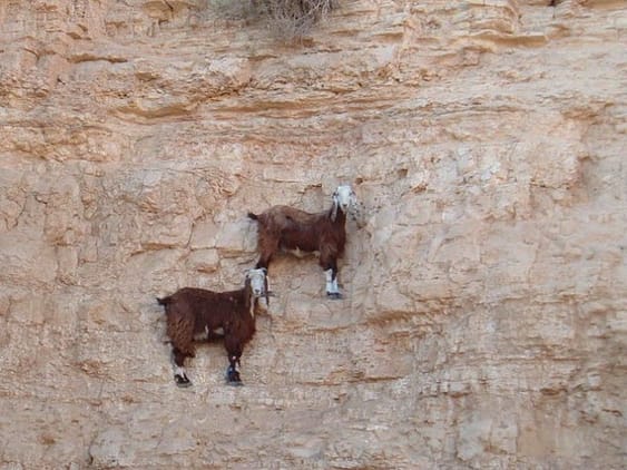 Goats-in-precarious-positions-03-634x475