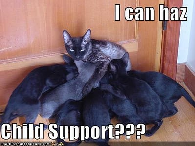 funny-pictures-child-support-cat.jpg